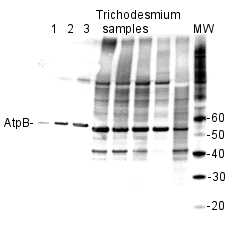 quantitation using anti-AtpB antibodies